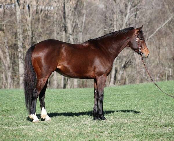 ranch-work-quarter-horse