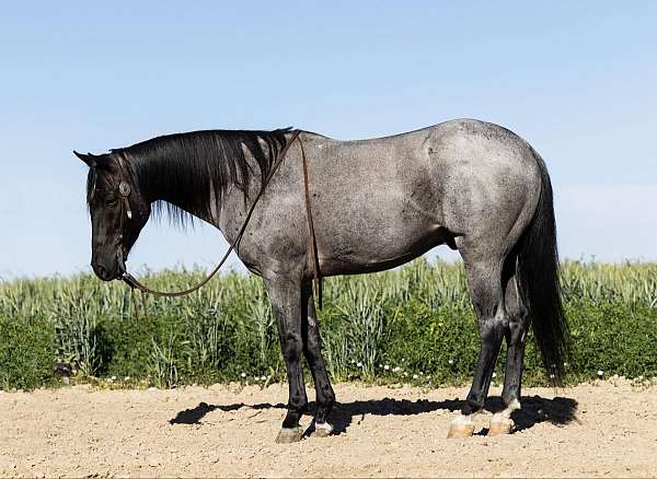 blue-roan-star-socks-horse