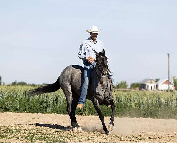 ranch-work-quarter-horse