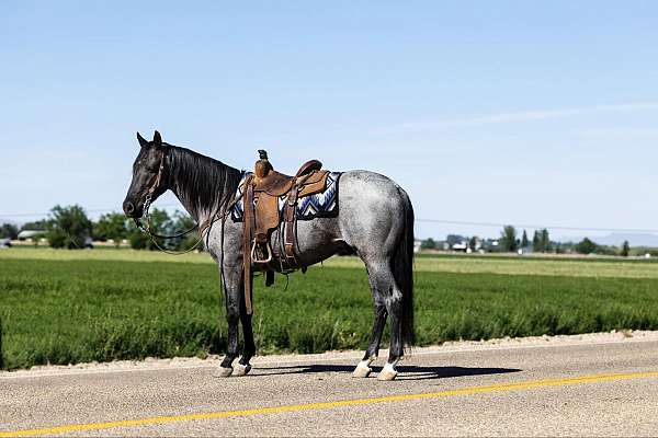 family-horse-quarter