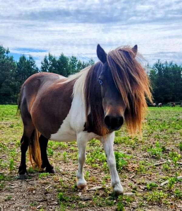 bay-white-pinto-with-blue-eyes-horse