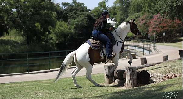 all-around-quarter-pony