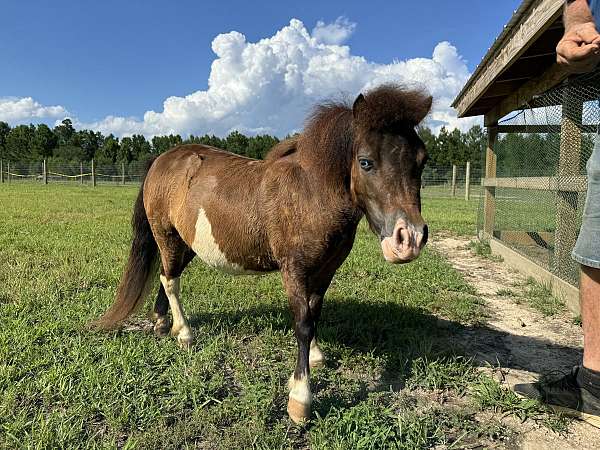 all-around-blue-eyed-miniature-horse