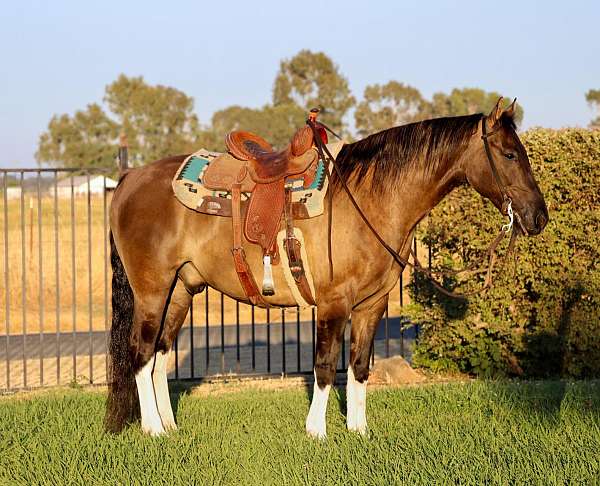 quarter-horse