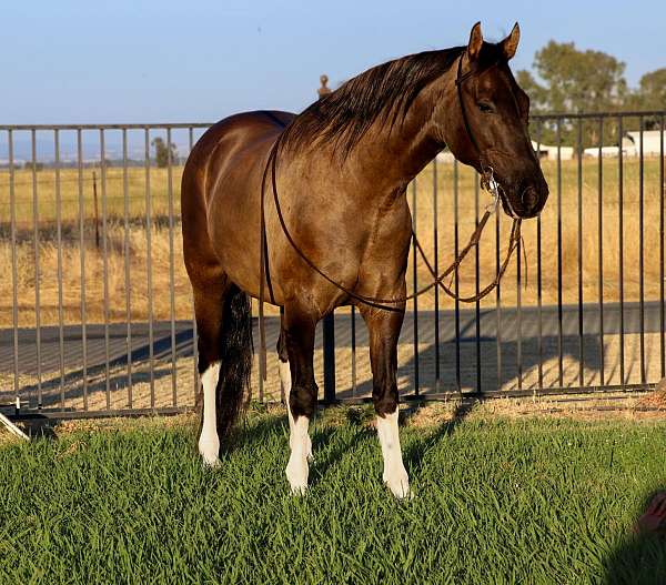 ranch-work-quarter-horse