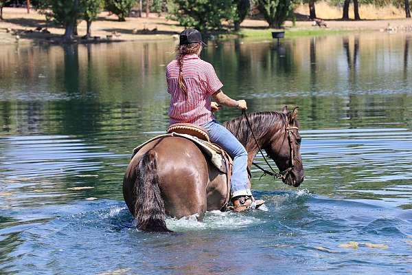 all-around-quarter-horse