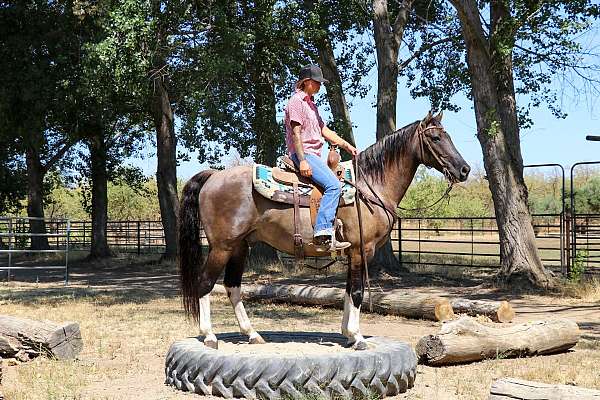 trail-quarter-horse