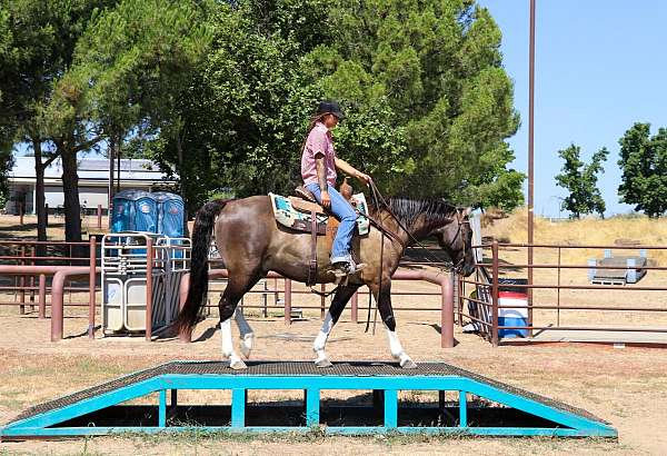 beginner-quarter-horse