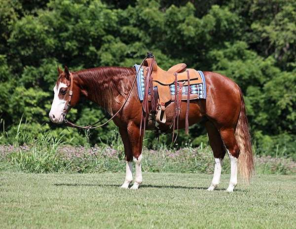 bay-roan-none-horse