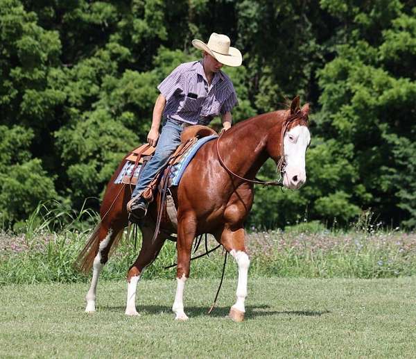 flashy-quarter-horse