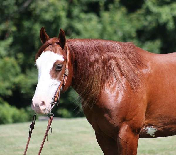 ranch-work-quarter-horse