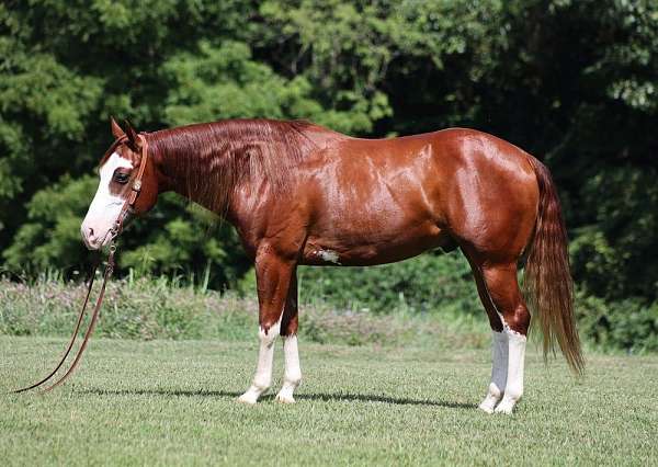 bathes-quarter-horse