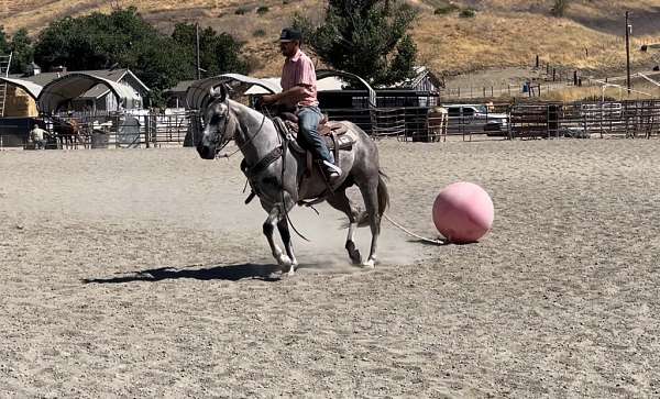 beginner-safe-quarter-horse