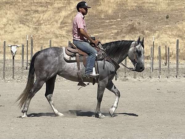 ranch-work-quarter-horse