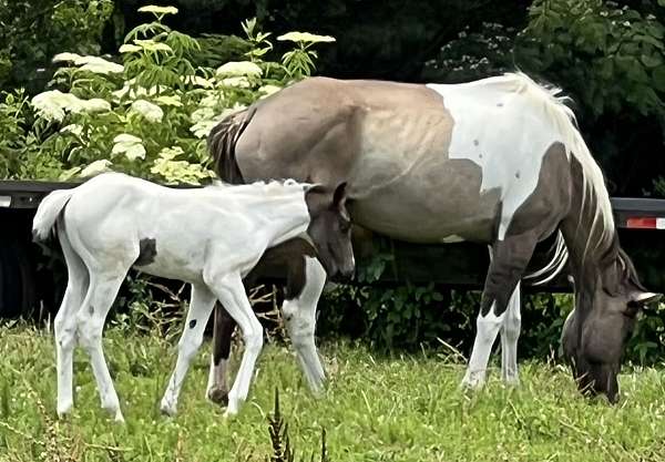 black-grulla-paint-quarter-horse-filly