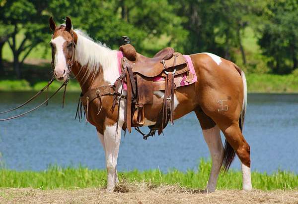 blaze-rear-socks-horse