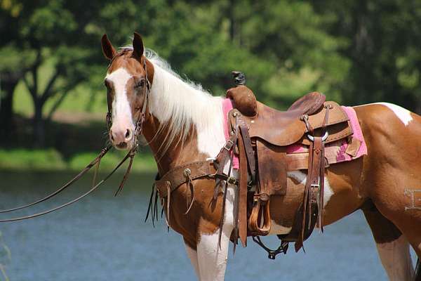 beginner-safe-quarter-horse