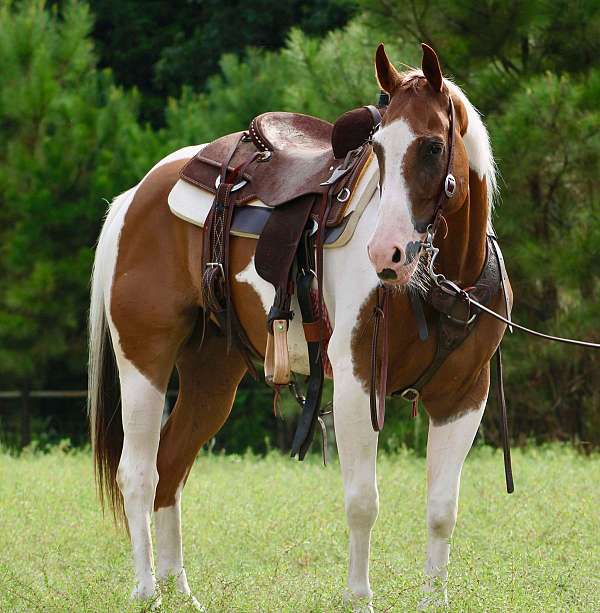 family-horse-quarter