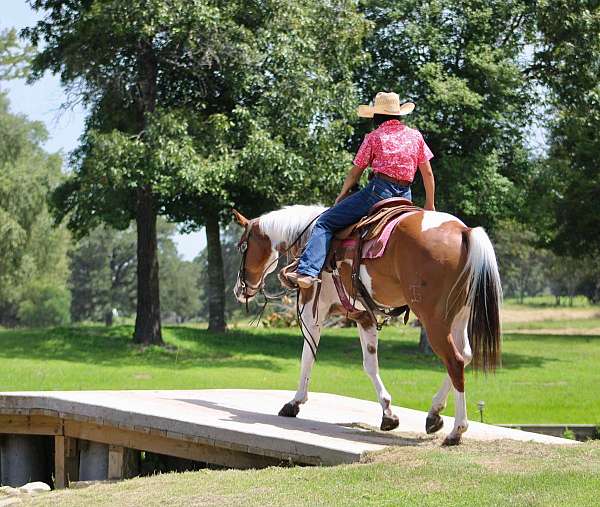 athletic-quarter-horse