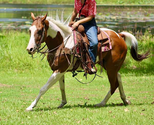 beginner-quarter-horse