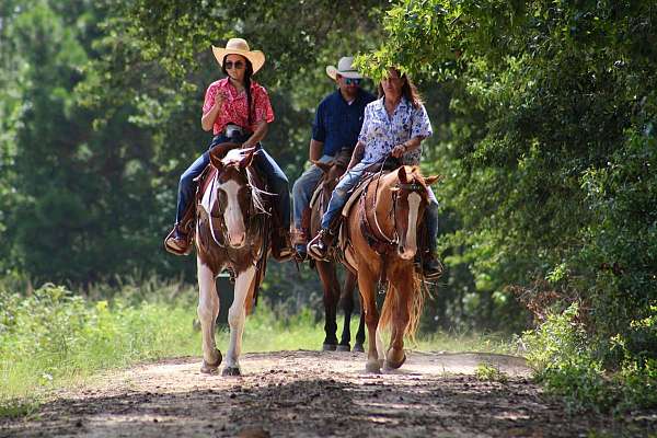 experienced-quarter-horse