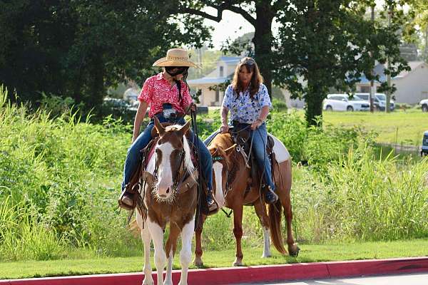 husband-safe-quarter-horse