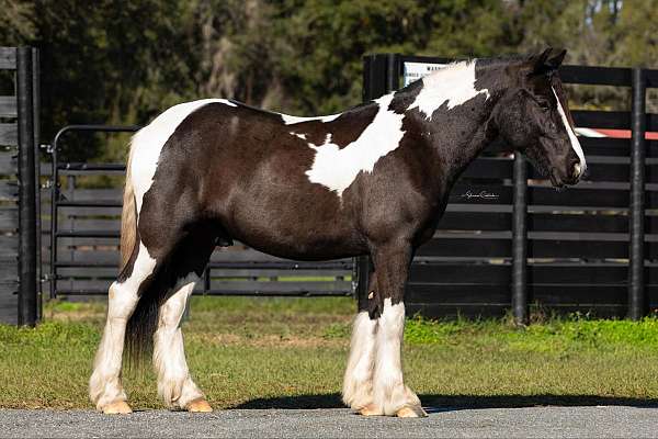 family-horse-quarter