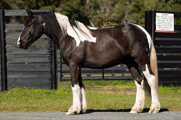 ranch-work-quarter-horse