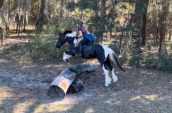 husband-safe-quarter-horse