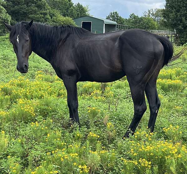 quarter-horse-stallion