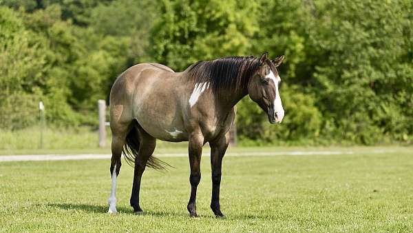 palomino-star-horse