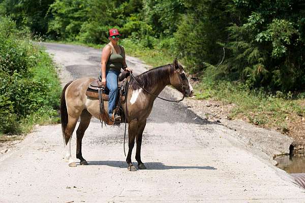 beginner-safe-quarter-horse