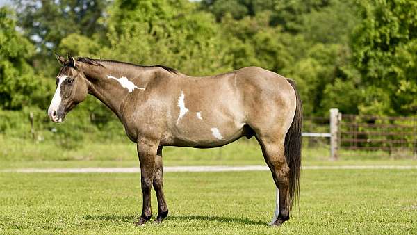 all-around-quarter-horse