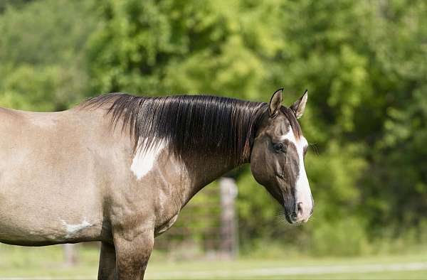 athletic-quarter-horse