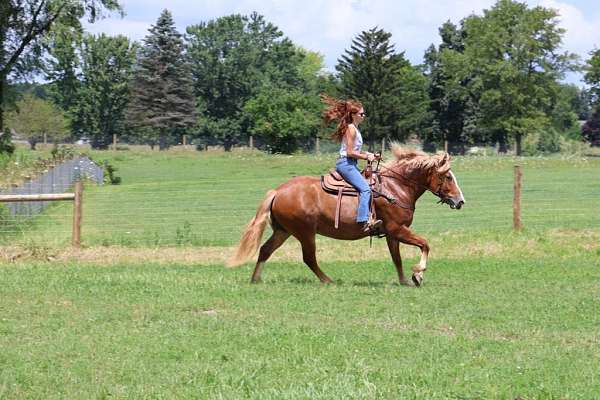 beginner-safe-quarter-horse