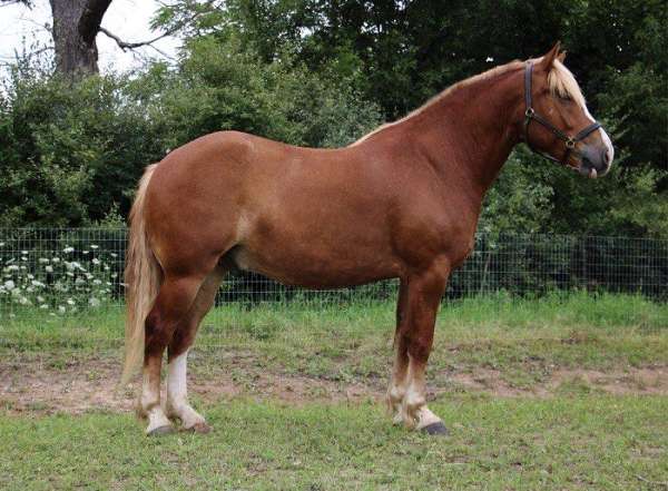 ranch-work-quarter-horse