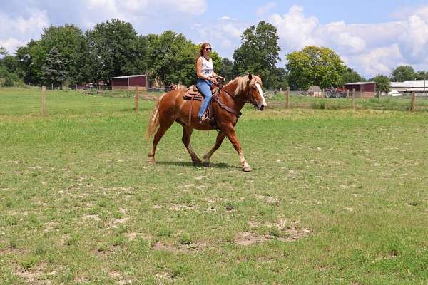 all-around-quarter-horse