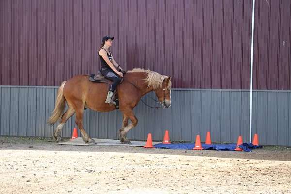 beginner-quarter-horse