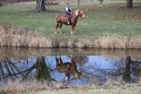 experienced-quarter-horse