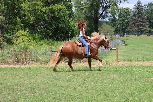 trail-quarter-horse