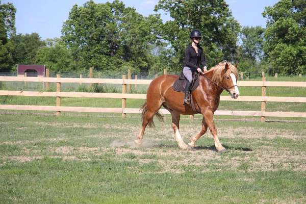 europe-quarter-horse