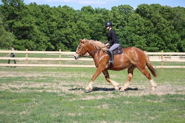 husband-safe-quarter-horse