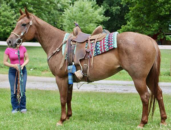 barrel-quarter-horse