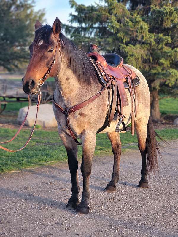 bay-roan-ra-horse