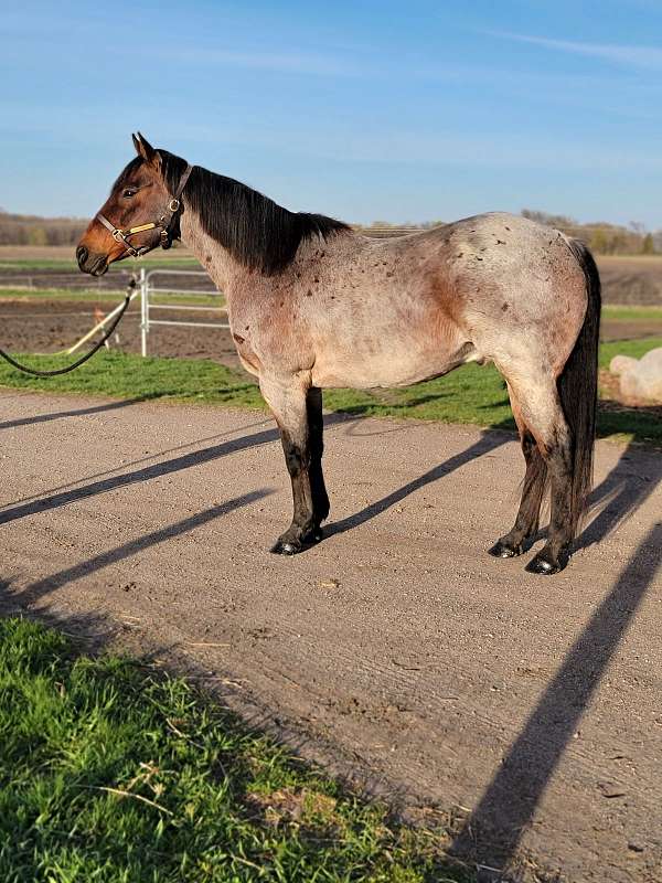 barrel-quarter-horse