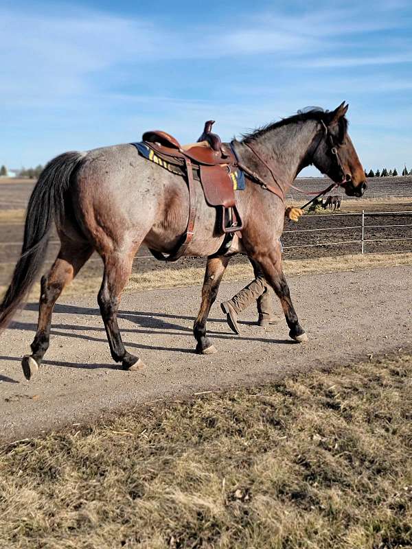 barrel-racing-quarter-horse