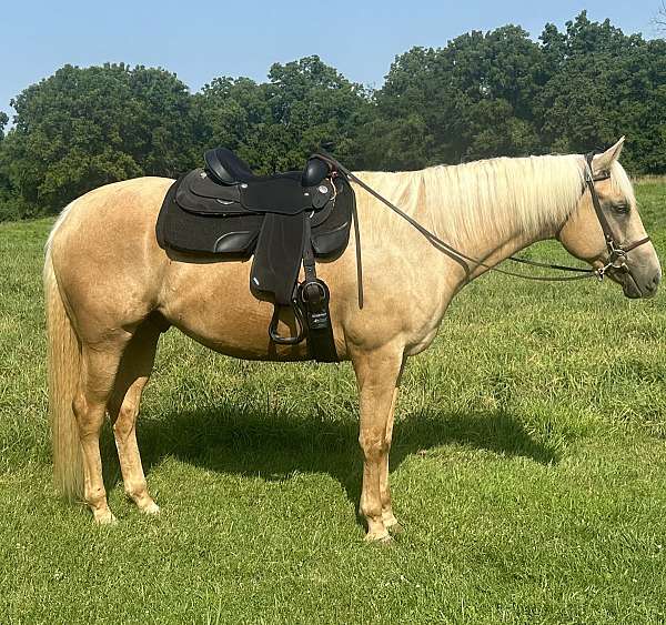 appendix-gelding