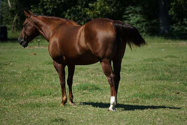 starleft-hind-sockdark-spots-on-left-coronetright-half-pastern-whitedarkspots-right-horse