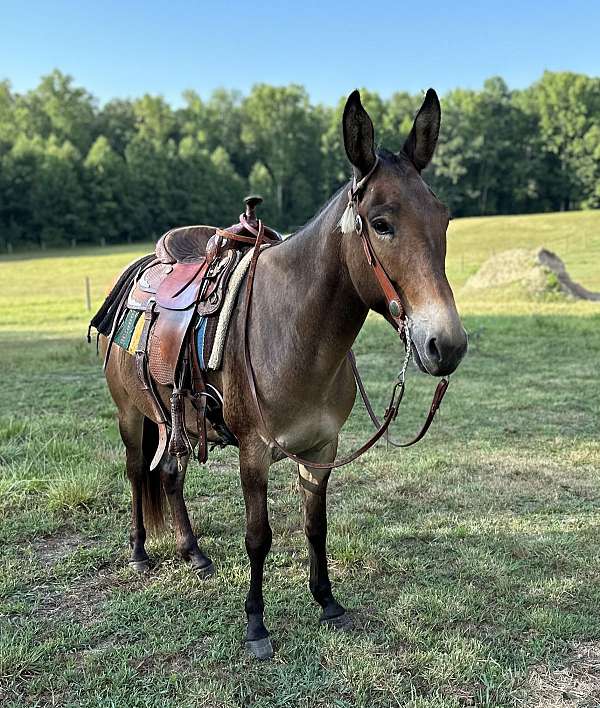 bay-dun-kid-safe-trail-pony