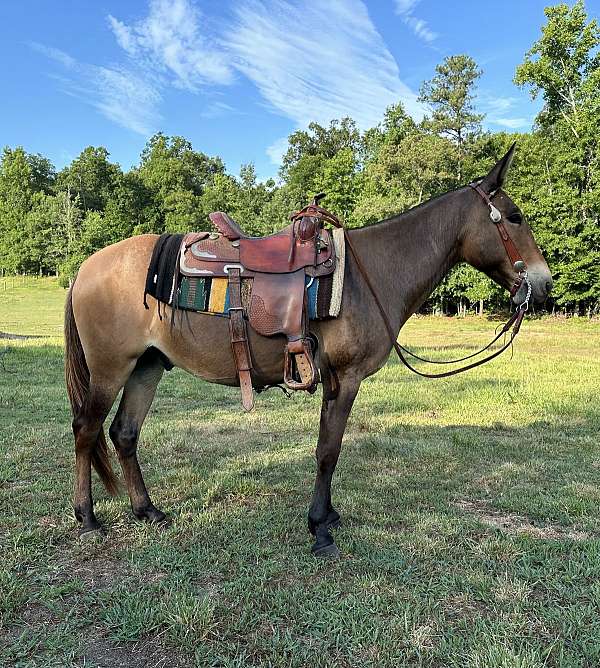 bay-dun-mule-pony-for-sale